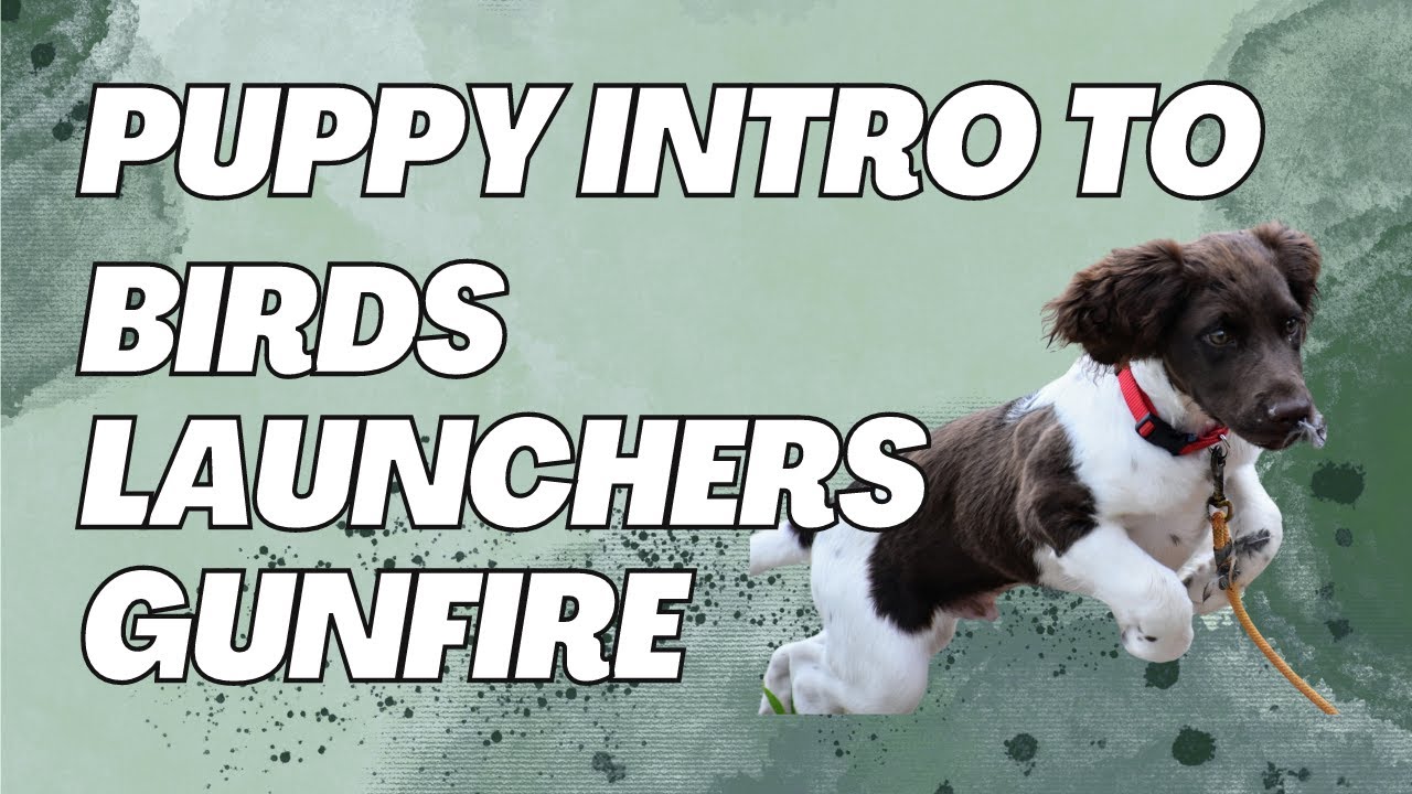 Gun Dog Puppy Intro to Birds, Launchers, Gunfire - Iron Oak Dog Co.