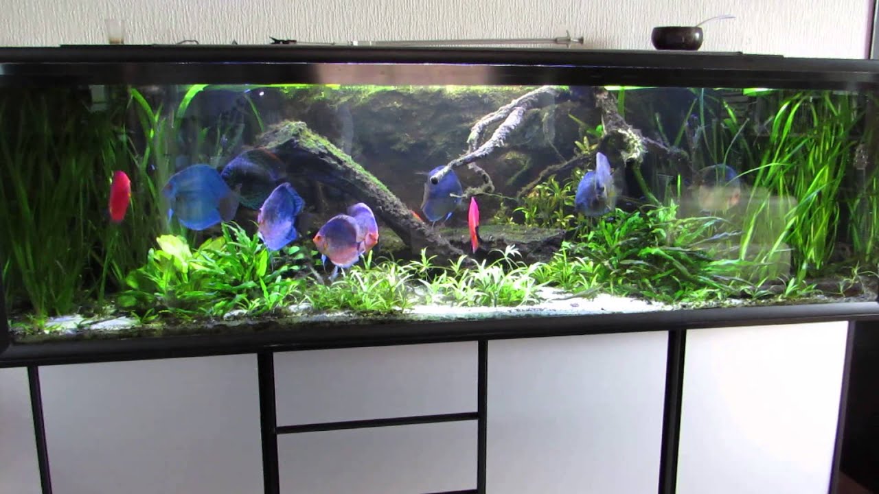 720 liters Discus akvarium og lidt akvarie snak
