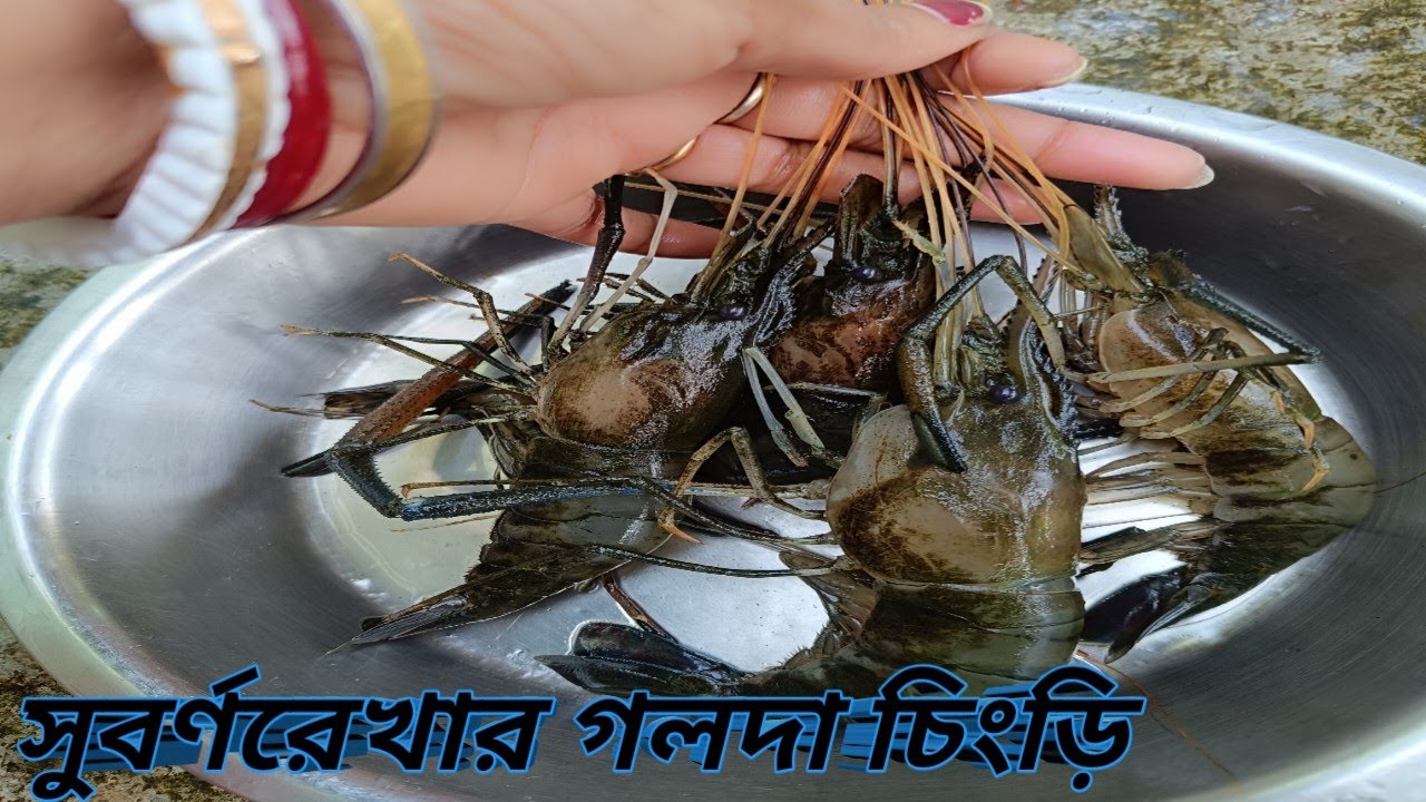 মেদিনীপুরের সুবর্ণরেখা নদীর জ্যান্ত গলদা চিংড়ির দিয়ে গ্রামের চিংড়ি মাছের রসা।