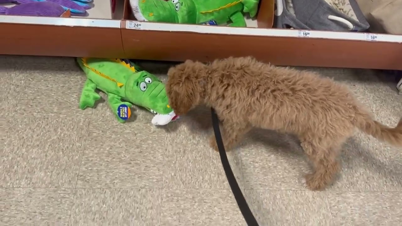 Charlie Visits PetSmart For Halloween! (Throwback) 