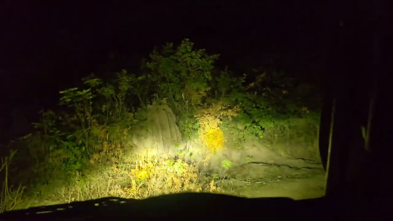 Junglee से 12 KM दूर पहुँचा स्लॉथ भालू | गौशाला तोड़ने की कोशिश | रिसॉर्ट से 1 KM पर आक्रामक बाघ ! 