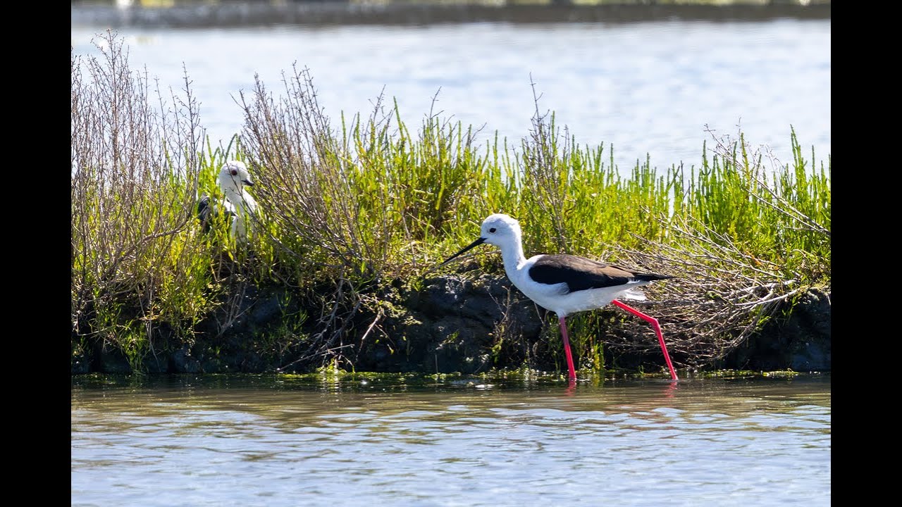 Stelzenläufer - Black-winged Stilt