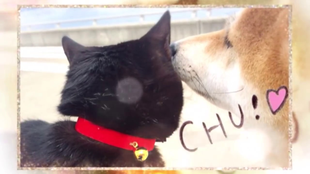 柴犬と黒猫 初日の出と散歩初め Shiba Inu and the first sunrise
