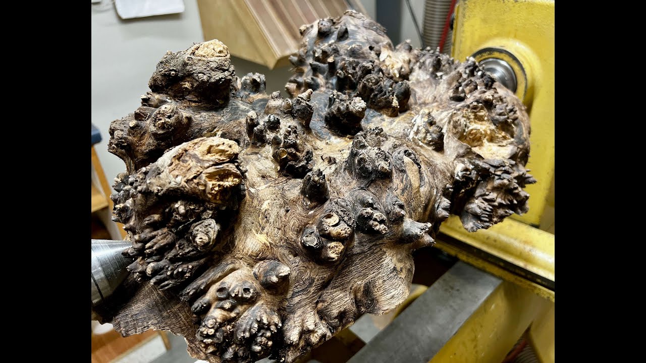 Taming the Beast-Black Walnut Burl- No Music!