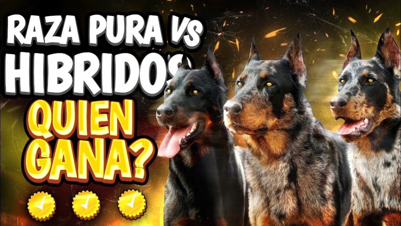 RAZA PURA vs CRUCE FUNCIONAL: El PERRO CORRECTO para cada trabajo