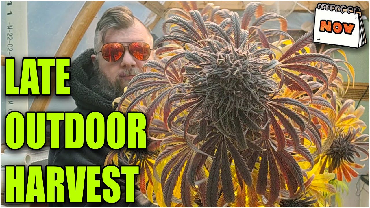 LATE OUTDOOR/GREENHOUSE HARVEST and DRYING RESULTS ⚖️ (peanutbutterbreath)