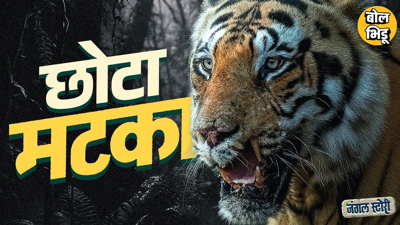 Jungle Stories: Tadoba Andhari Tiger Reserve वरती राज्य करणाऱ्या छोटा मटकाची गोष्ट | Chota Matka