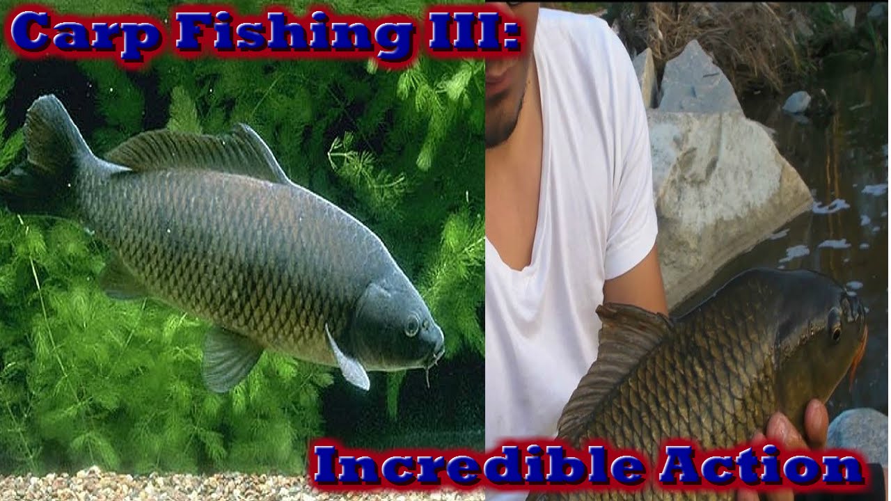 Carp fishing 3: Unbelieveable Action