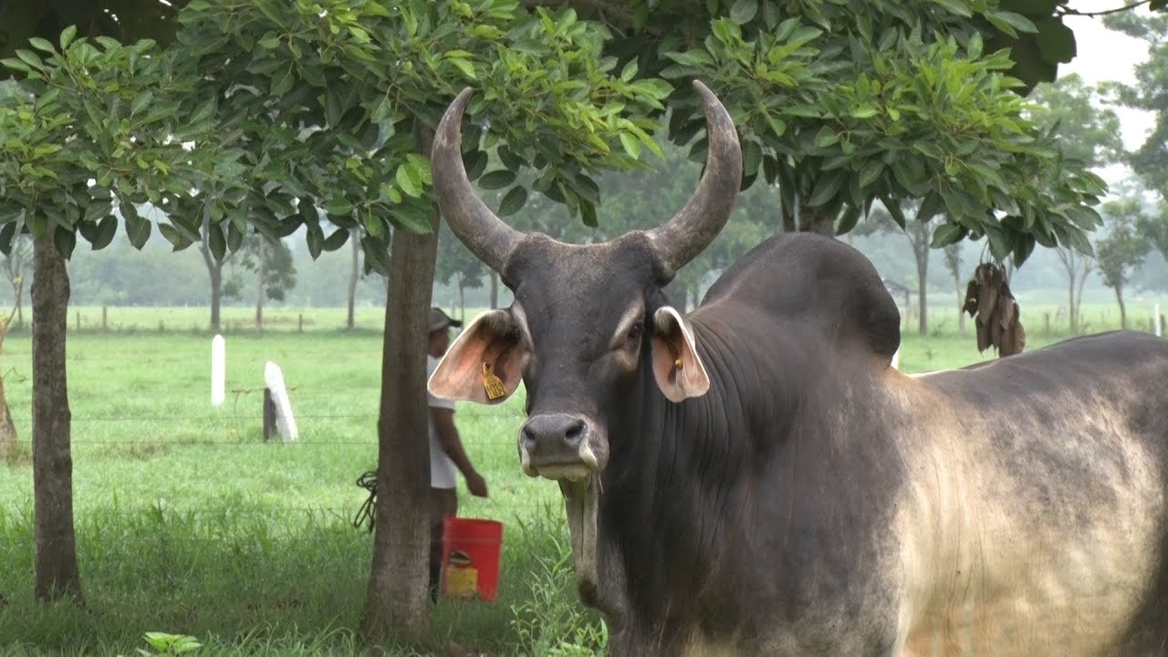 GUJARAT