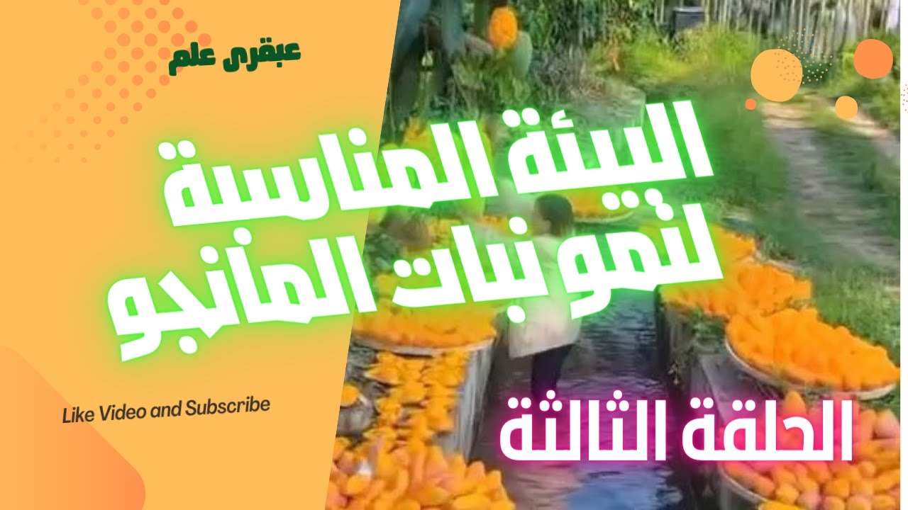 البيئة الملائمة لنمو أشجار المانجو 2023 Suitable environment for mango trees الحلقة الثالثة