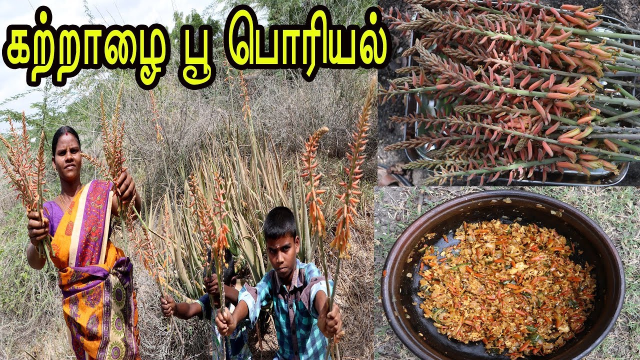 காணக்கிடைக்காத சத்துமிக்க அற்புத கற்றாழை பூ பொரியல் / YUMMY Aloe Vera Flower Fry
