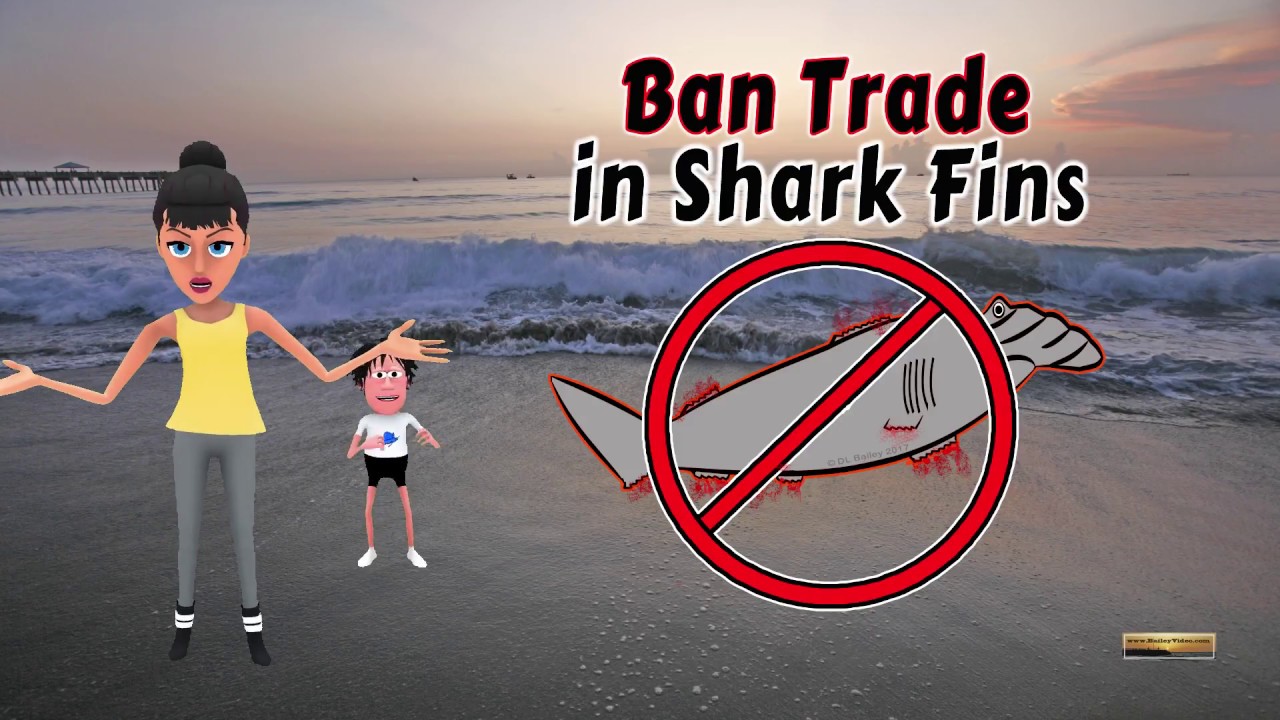 Shark Finning - Ban The Trade In Shark Fins NOW www.BaileyVideo.com