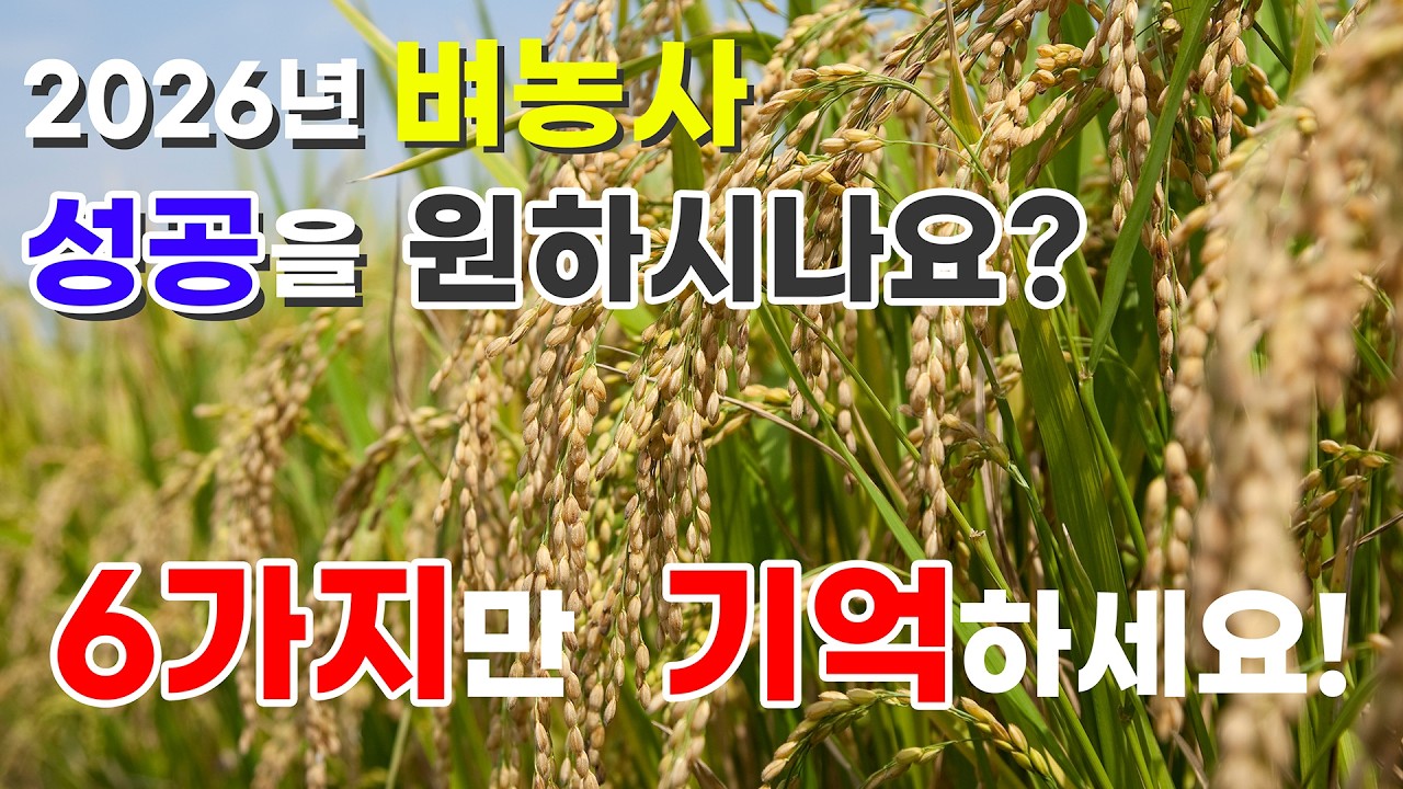 🚀 2026 벼농사 대박! 이 6가지 안 보면 손해봅니다 🌾💰
