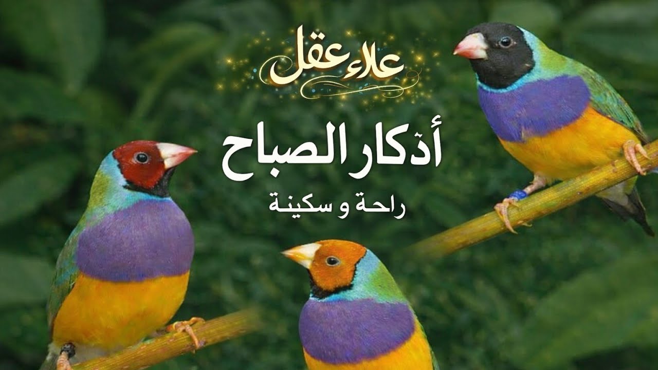 أذكار الصباح التي يبحث عنها الجميع راحة وسكينة ❤️ للقارئ الشيخ علاء عقل Morning prayers 