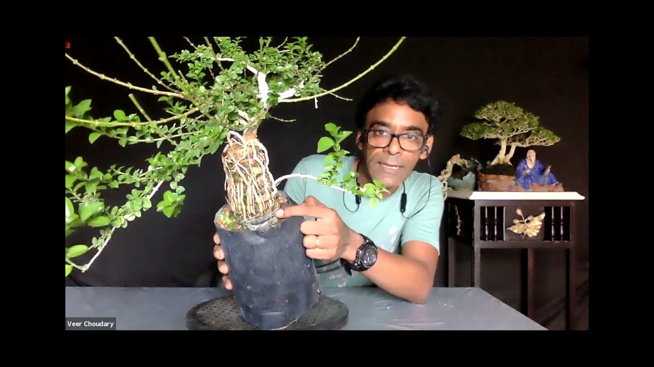Expose Roots Bonsai