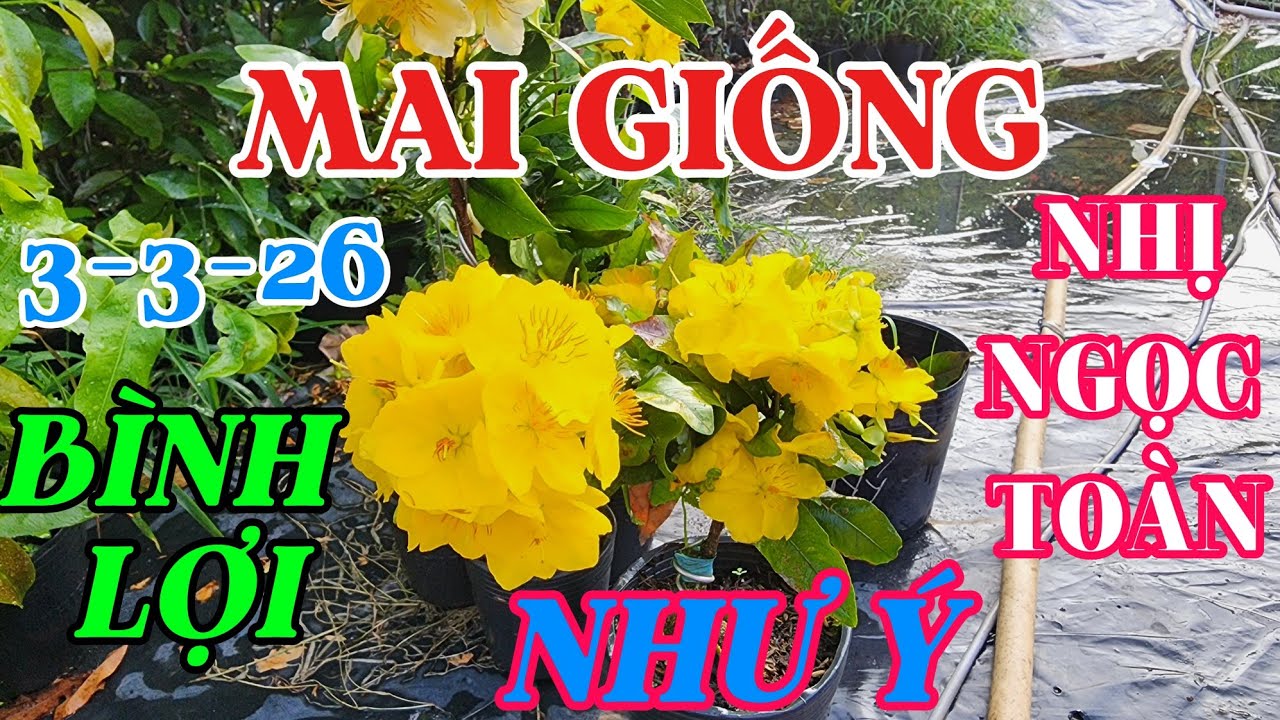 3-3-26 combo cây giống , như ý , bình lợi, nhị ngọc toàn 0941488772
