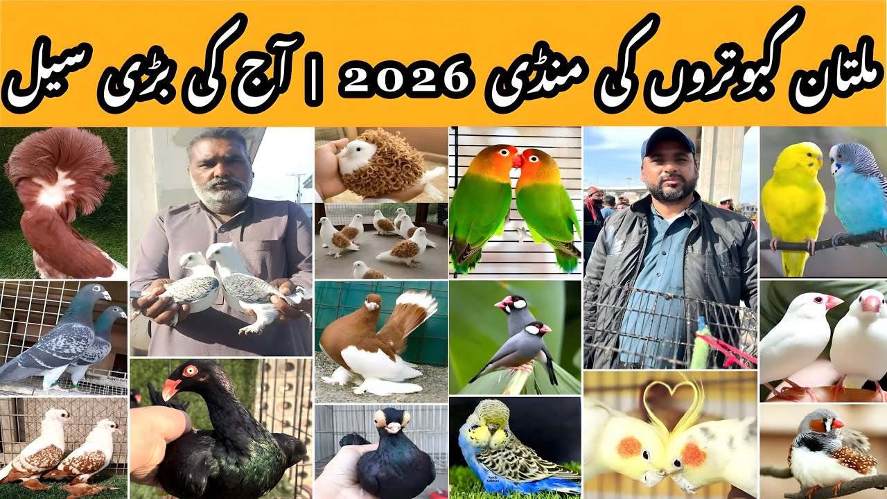 Huge Sale Today | Multan Kabooter Mandi | special video 