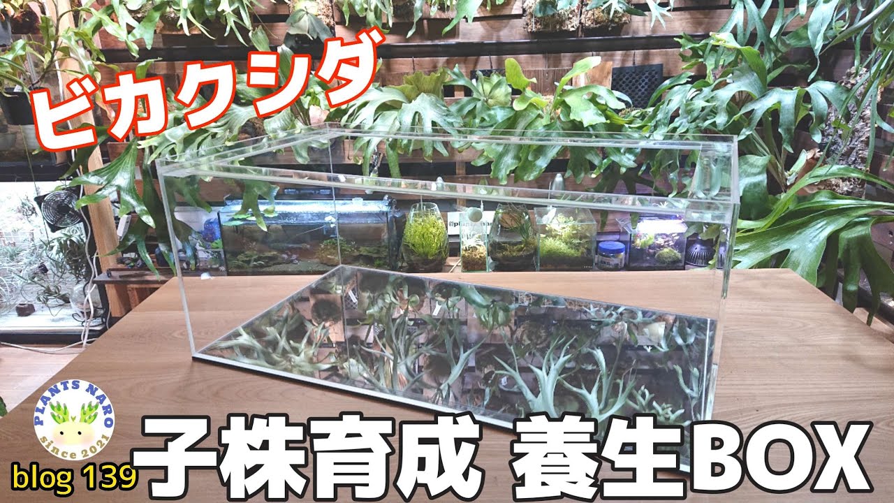 【どう育つ!?】構想２ヶ月💡二酸化炭素BOXできました🌱