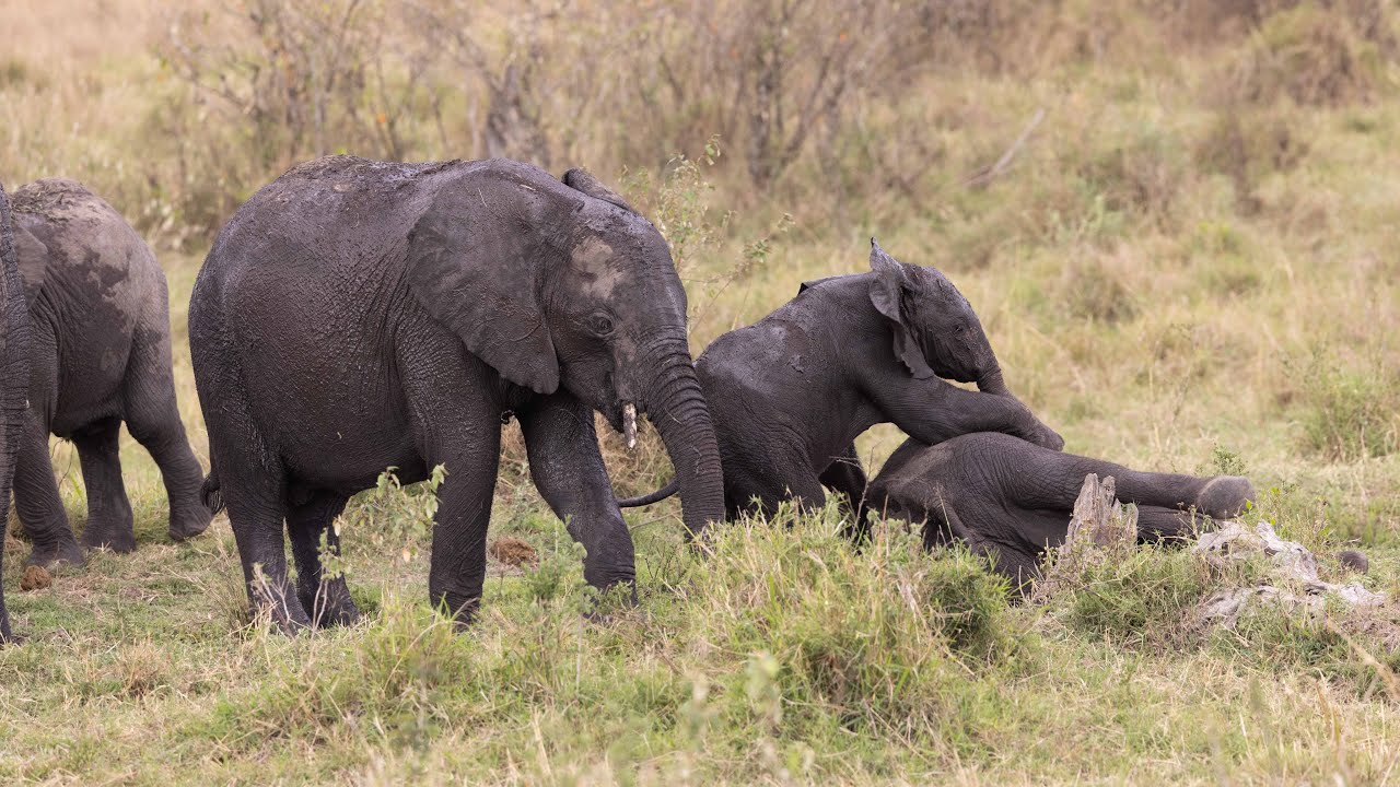 Crazy Elephant Moments - Adorable young elephants playfully tussle in the Wild