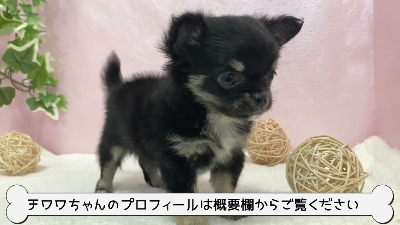 【ペットショップマルワン板橋志村坂下店】終始尻尾が止まらないチワワちゃん♡とにかく人が好きすぎる人が大好きな女の子♡