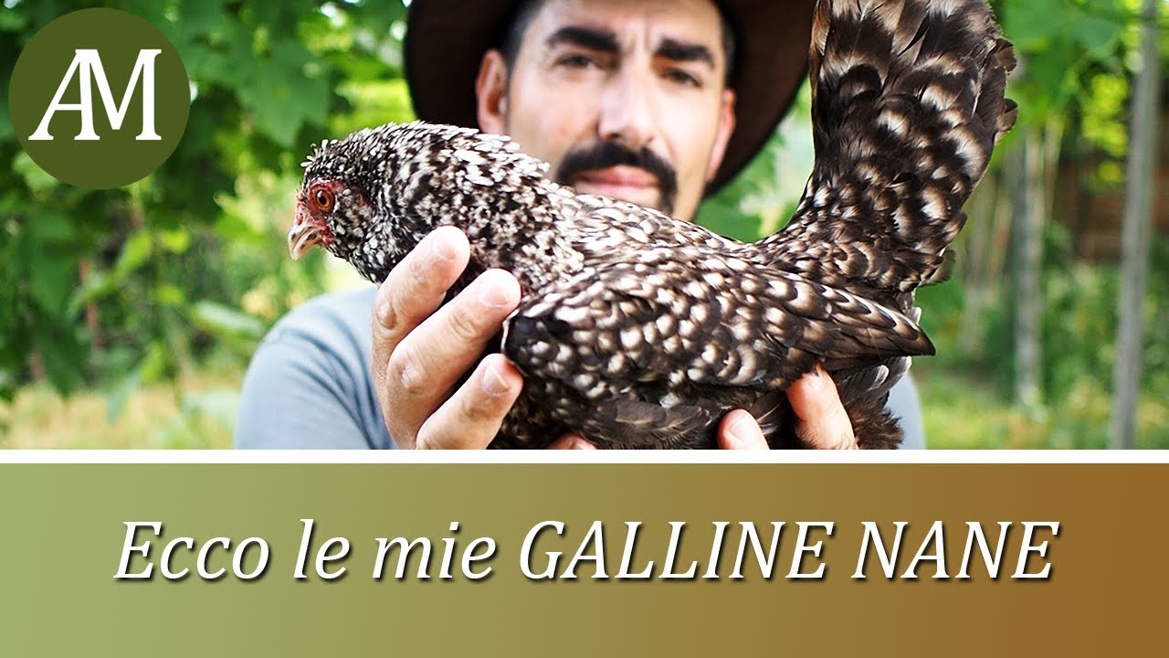 Le mie galline nane, ecco a che punto siamo arrivati - Avicoltura e Pollaio