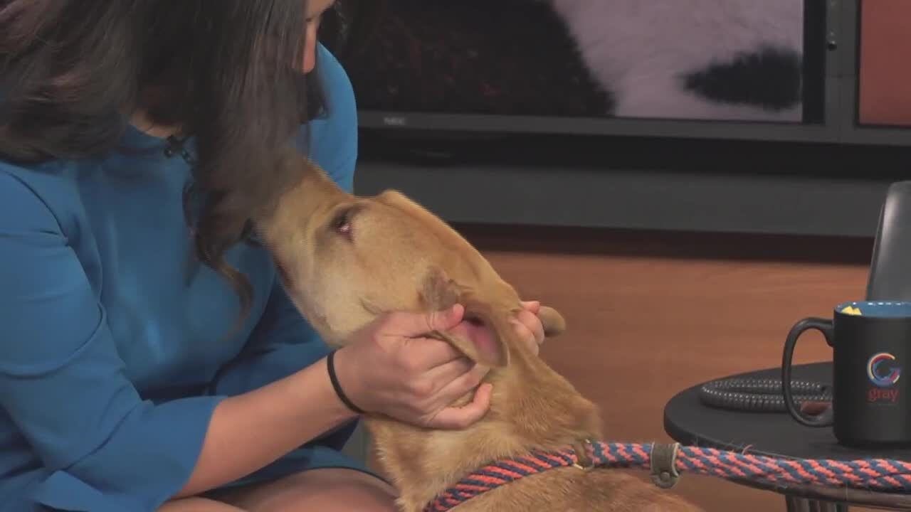 Meet this week's Pet of the Week! Honey!