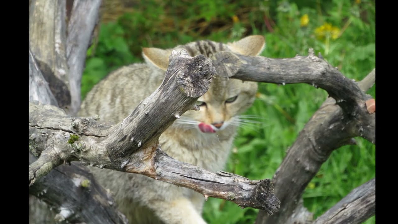 Wildkatze im Wildkatzendorf H&uuml;tscheroda