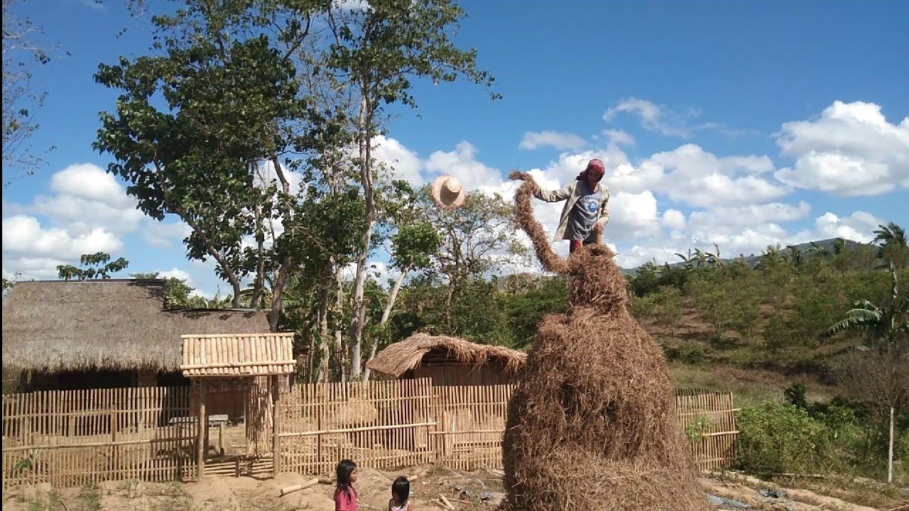 we stack rice straw  like this.