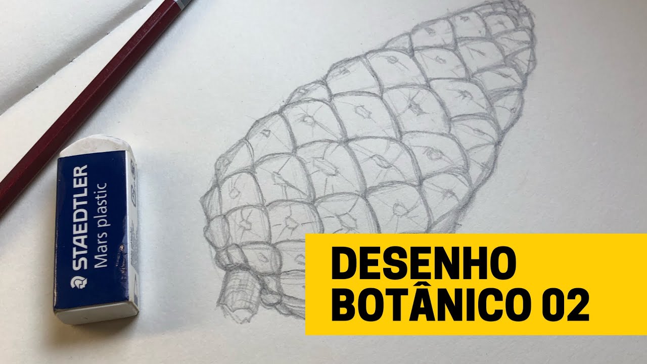 Desenho botânico 02 - Esboço e Fibonacci