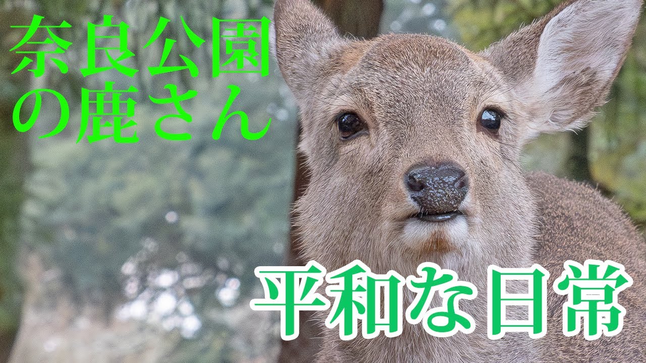 【奈良公園 鹿】 のんびりと暮らすシカさん達の日常 【Deer in Nara Park】