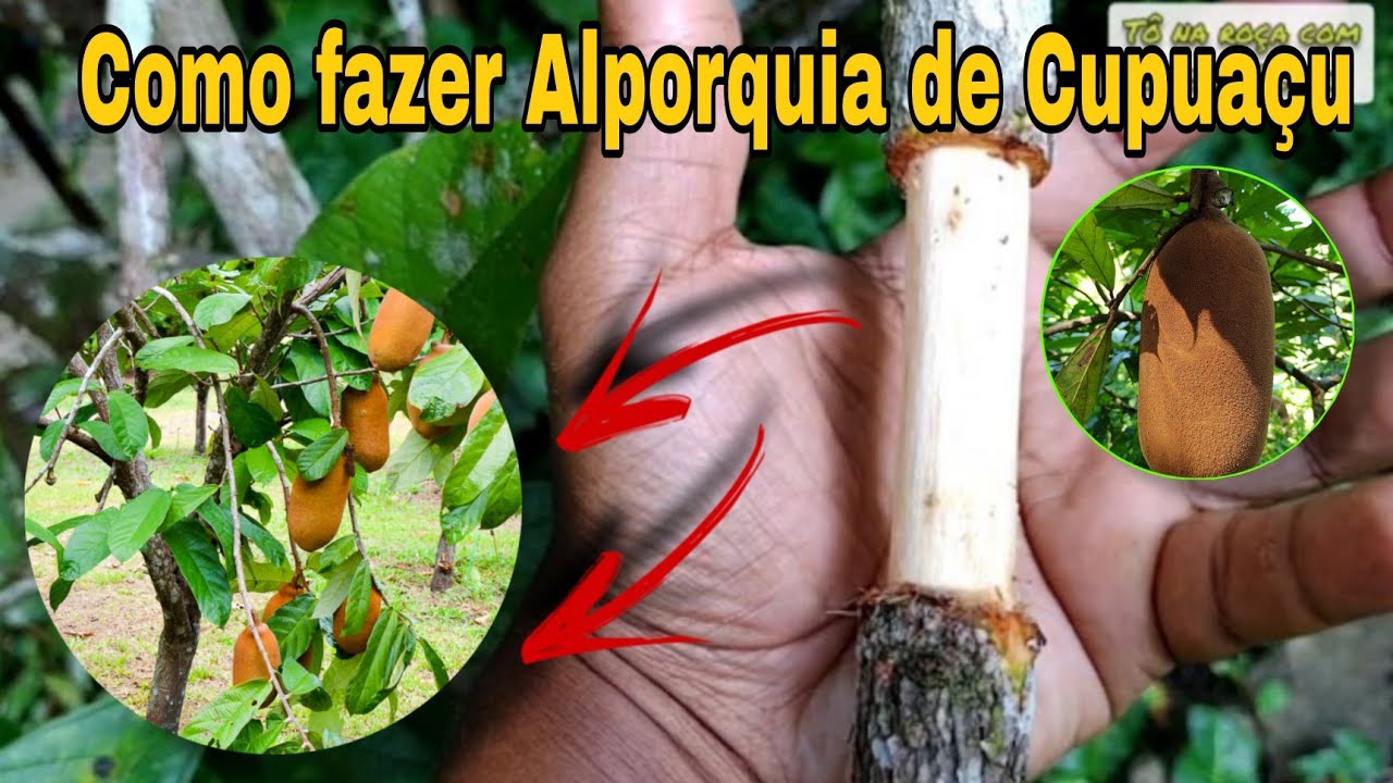 Aprenda fazer muda de cupuaçu Passo a passo de como fazer Alporquia de cupuaçu