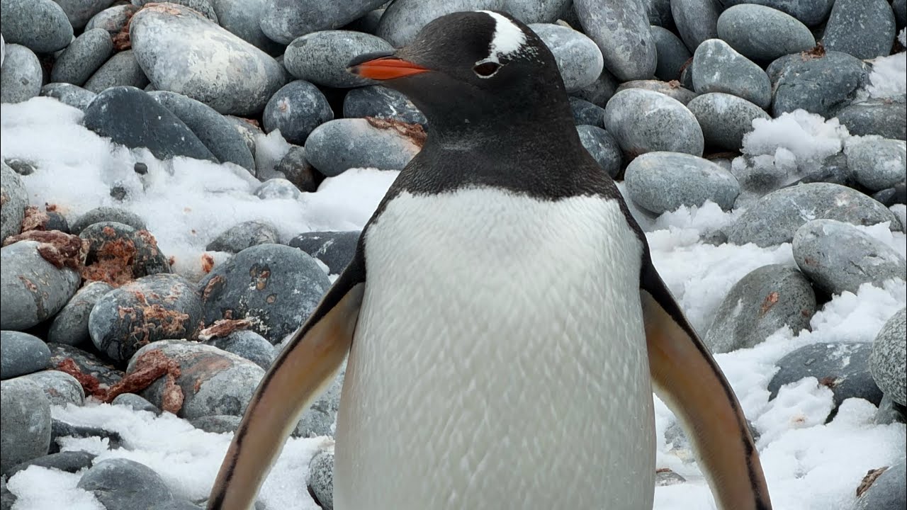 Penguins on Parade: A Beach Walk in Antarctica