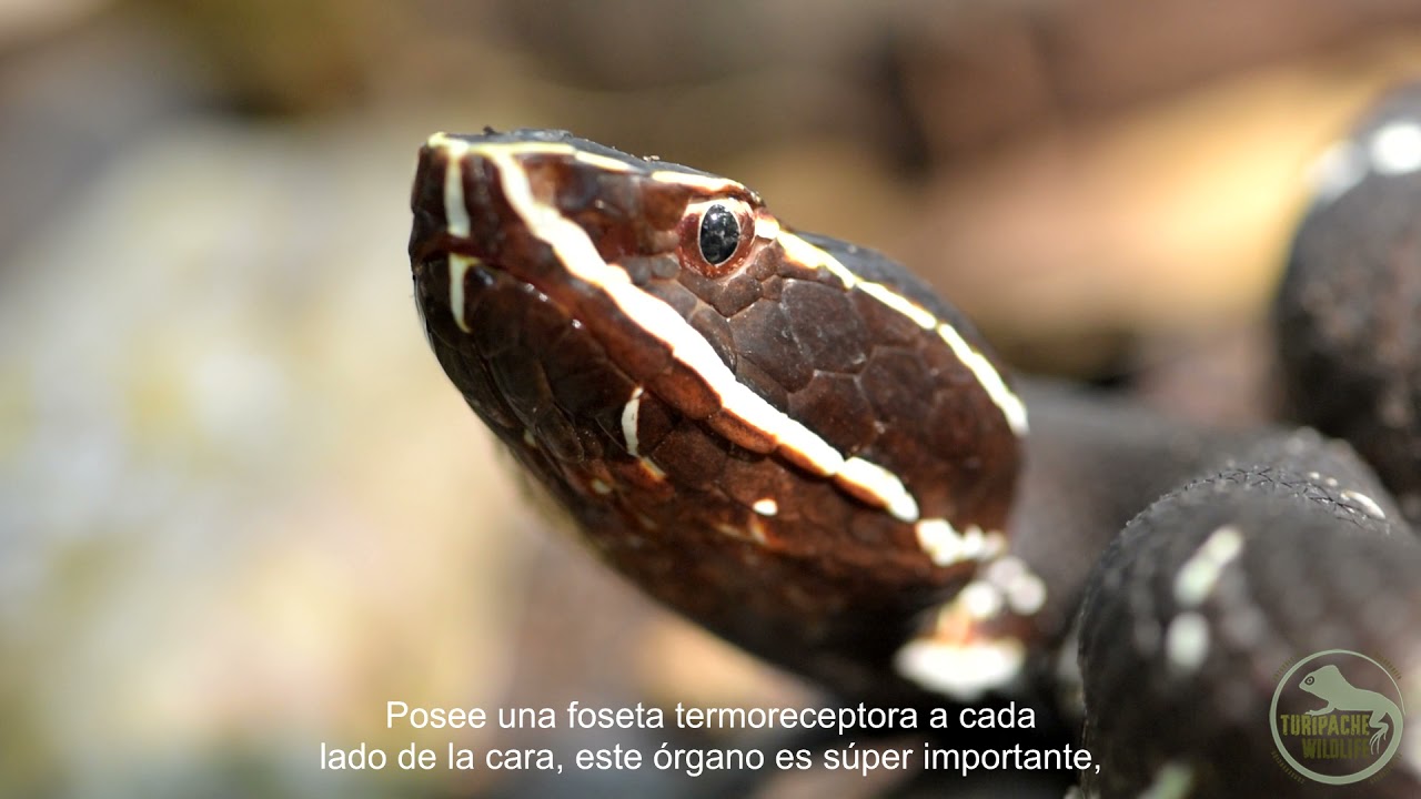 Agkistrodon bilineatus