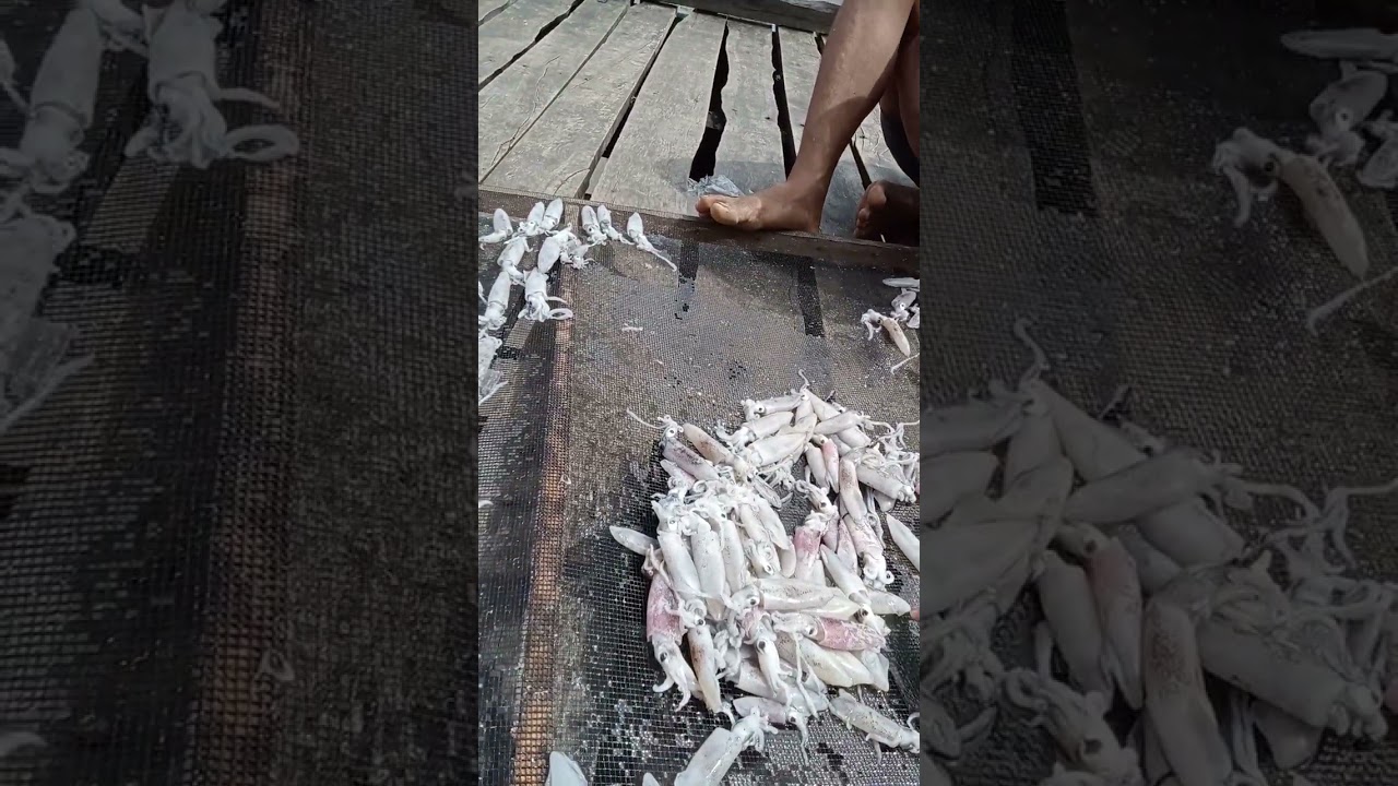 Proses penjemuran cumi
