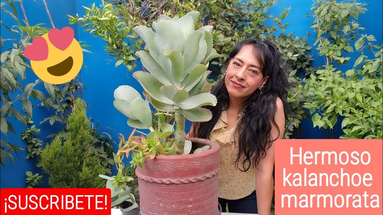 Kalanchoe 