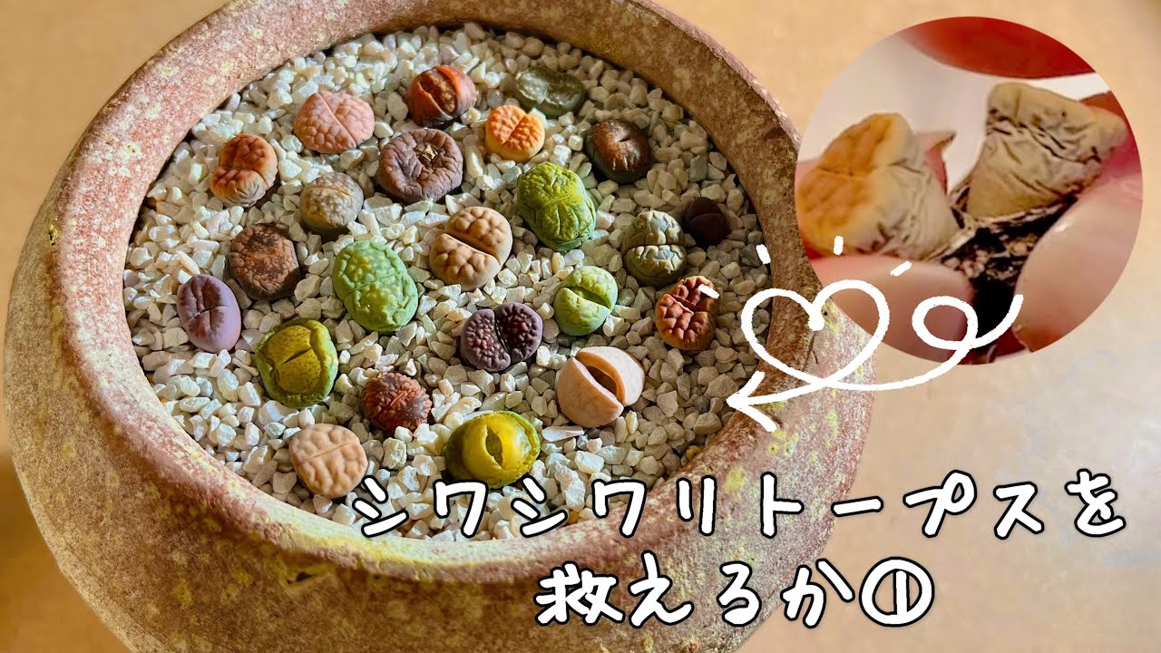 【多肉植物 リトープス】シワシワリトープスがメルカリで届いた！ムチムチにできるか挑戦する①〜開封・植え付け〜#多肉植物 #リトープス #lithops #succulent