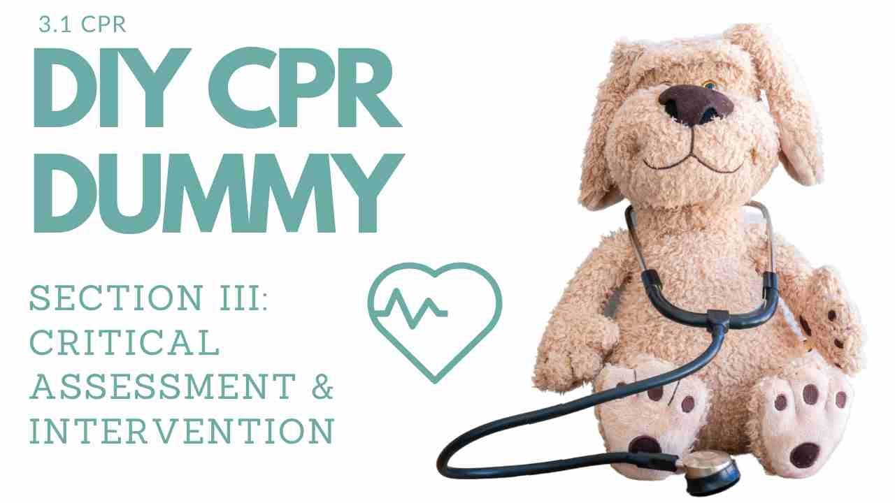 Make a DIY Pet CPR Dummy︱Twin Trees Vet FREE Pet First Aid Course