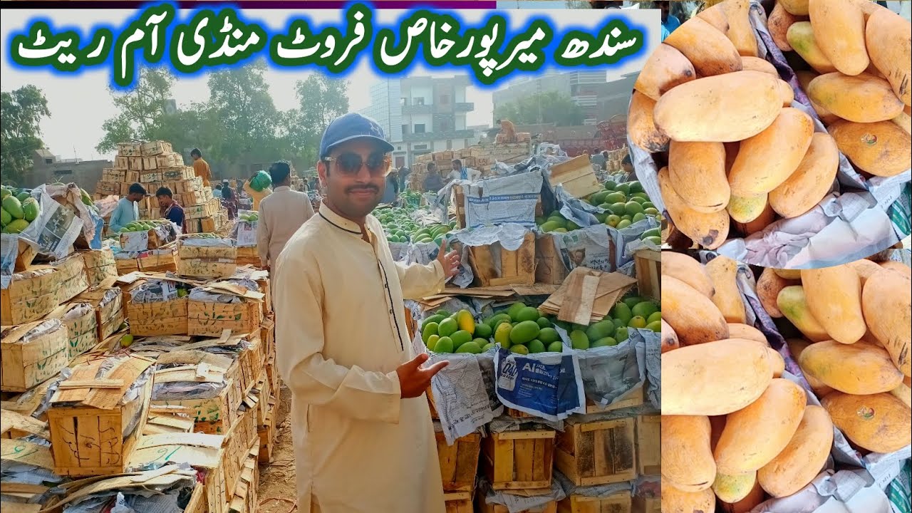 Mirpurkhas Mango Mandi 2026 🥭 5KG & 10KG Box Rates! (Sindhri, Chaunsa)