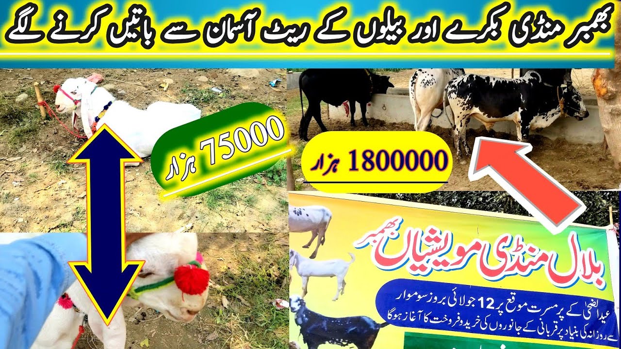 Bhimber Azad Kashmir Bakra Mandi || Bakra Eid 2021 || Cow And Goat Mandi bhimber