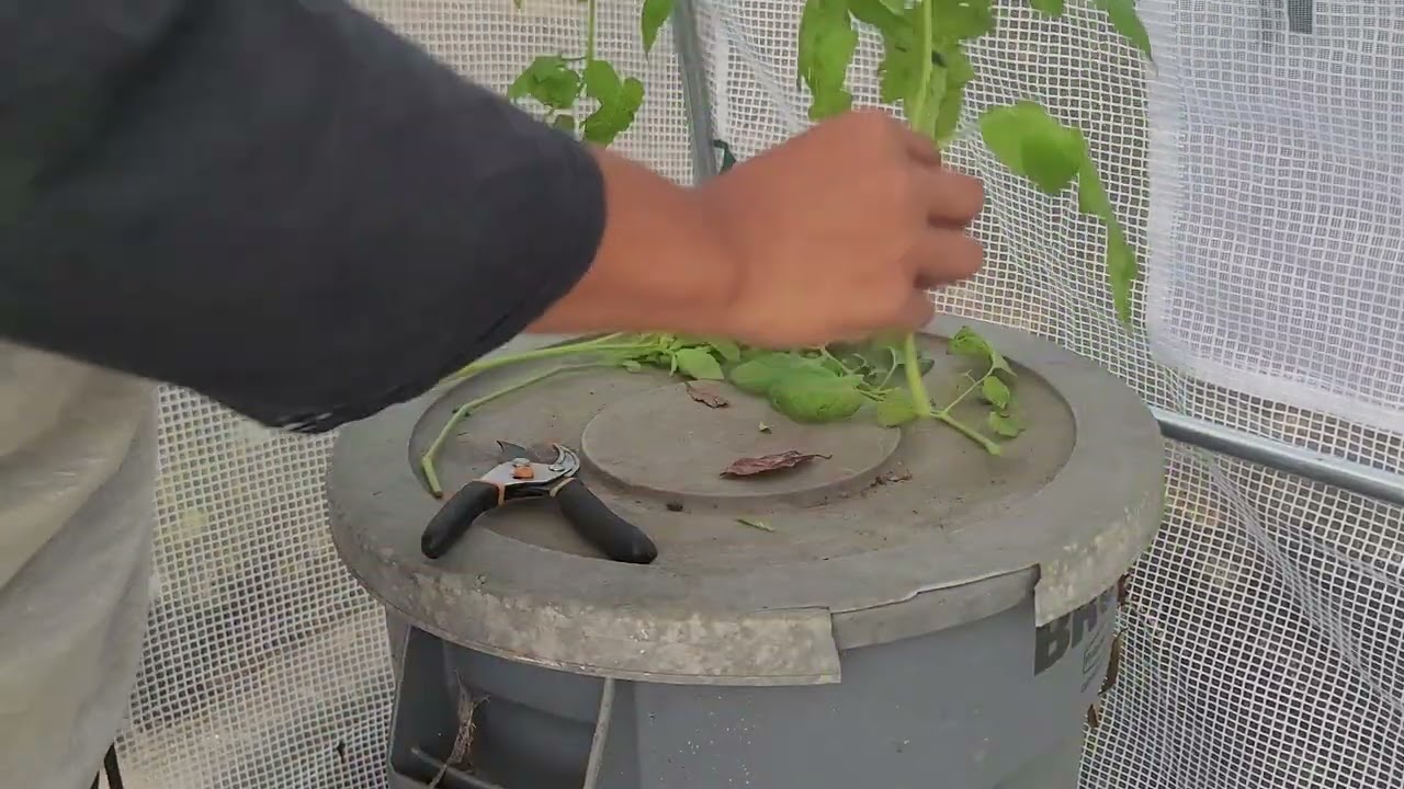 Срезание черенков томатов и розеллы перед заморозками.