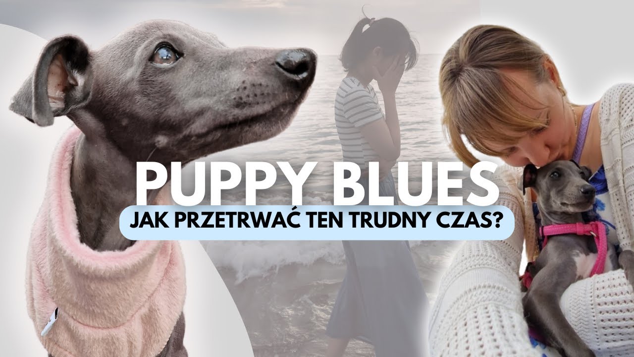 Masz dość szczeniaka? Puppy Blues – co to jest i jak sobie z nim radzić? Wszystko co musisz wiedzieć