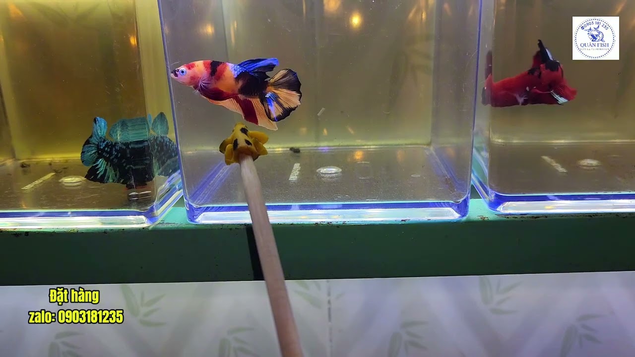 Cách đọc tên các dòng betta đơn giản. #betta #quanfish #guppy #bluebettafish #aquarium