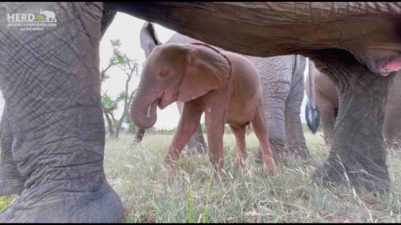 A Day in the Life of Khanyisa  ~ Part 2 | In the Wilderness with the Female Elephants