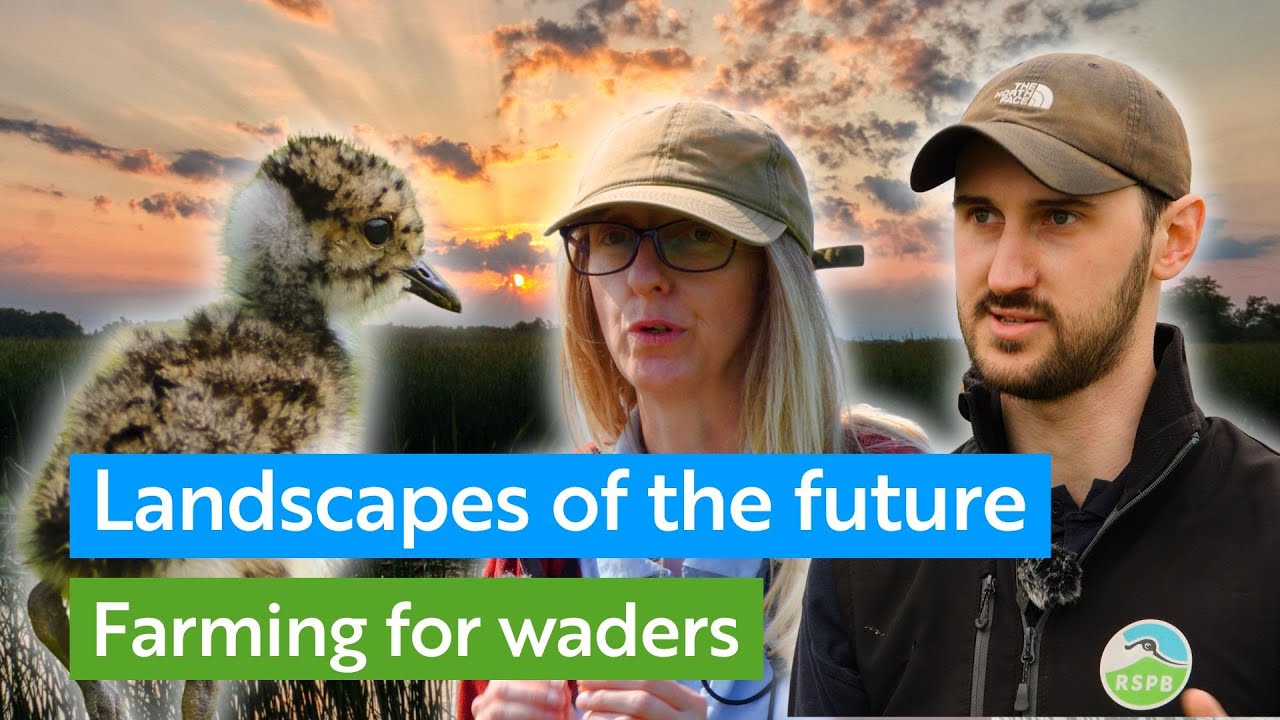 Landscapes of the future - farming for waders | RSPB
