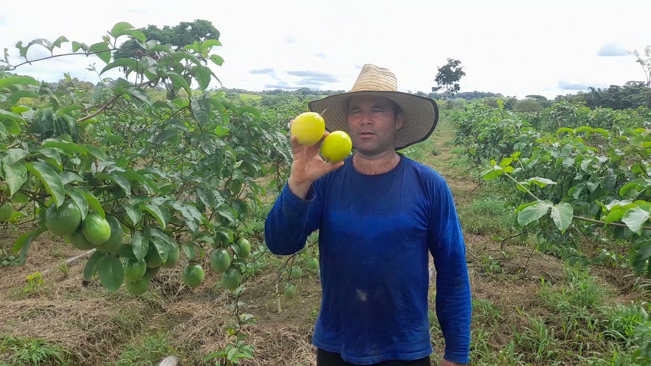 Llave y tensor para templar el alambre en el cultivo de maracuya.