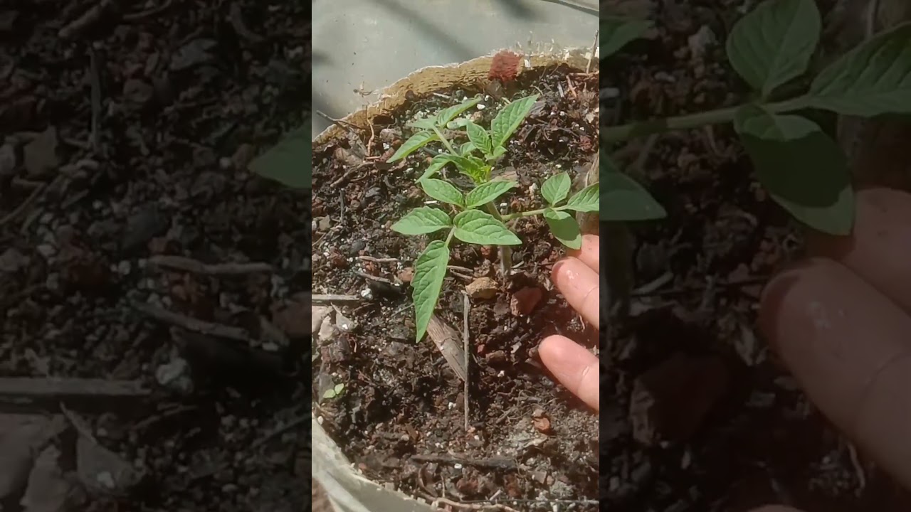 INILAH CARA AGAR TOMAT CEPAT SUBUR TINGGI DAN BERBUAH LEBAT