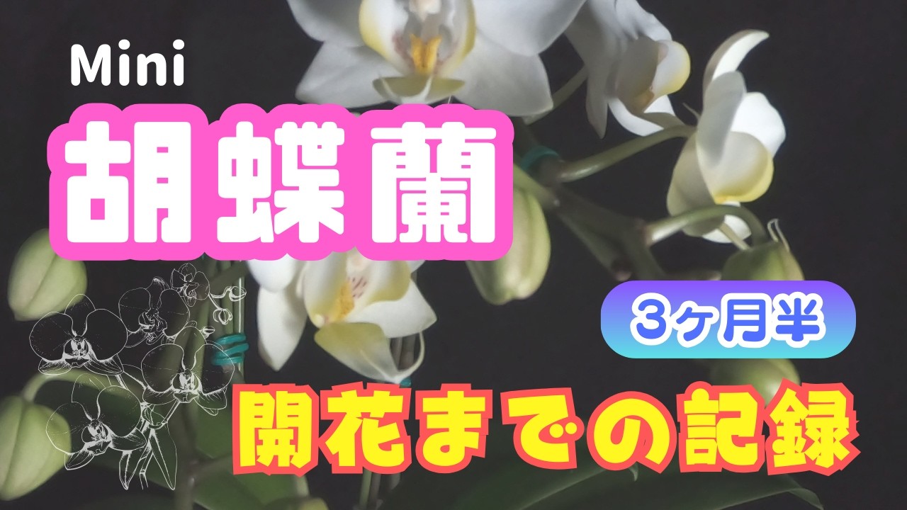 【ミニ胡蝶蘭】3ヶ月半の開花記録！ #胡蝶蘭 #orchid #phalaenopsis #タイムラプス