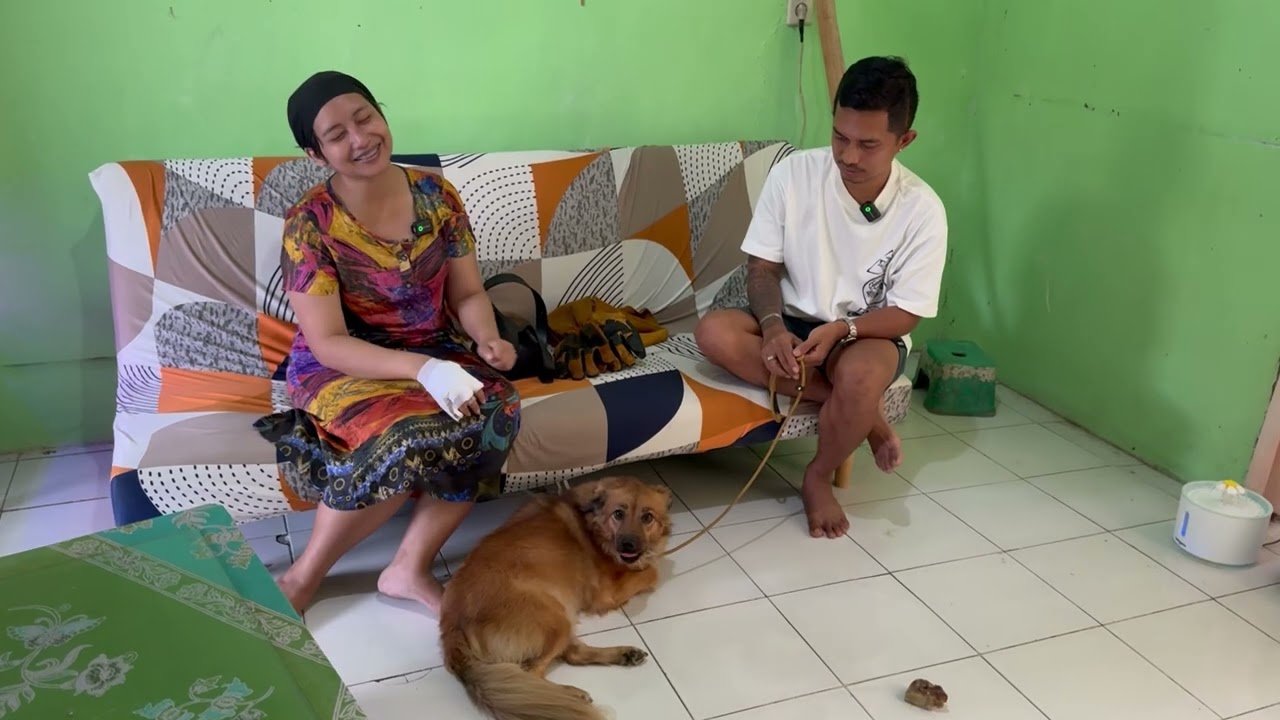 ANJING GALAK DIBOGOR GIGIT PEMILIKNYA SENDIRI ‼️