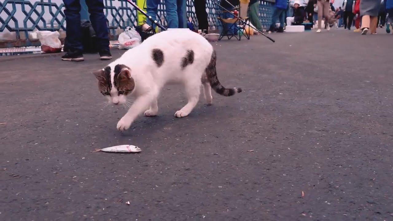 Cat and fish  Istanbul. Streets of Istanbul.