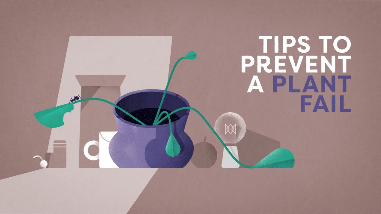 SEED&STEM / Tips to Prevent a Plant Fail